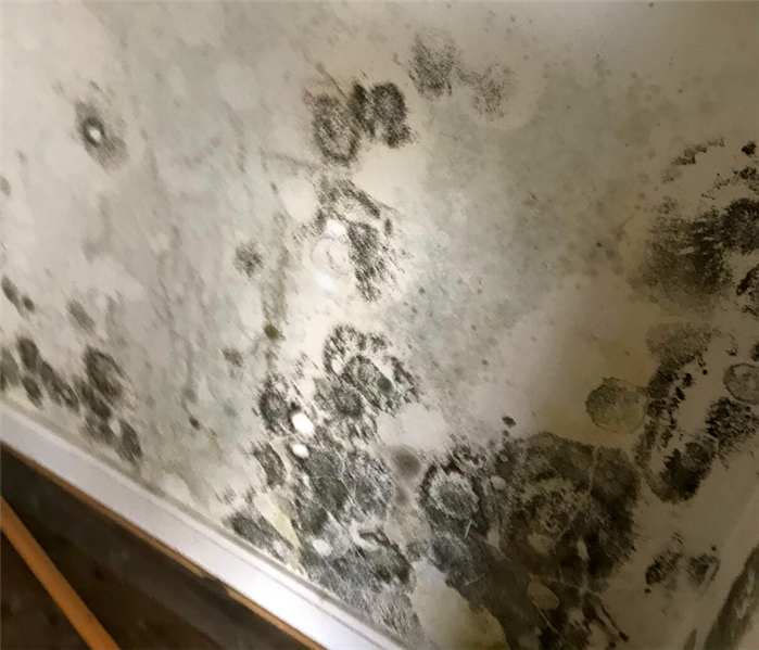Mold removal near me in East Hanover, NJ.