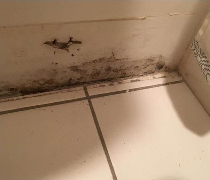 visible mold at the bottom of a wall in a bathroom in millington, new jersey
