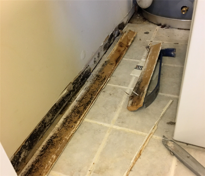 Mold removal near me in Morristown, NJ.